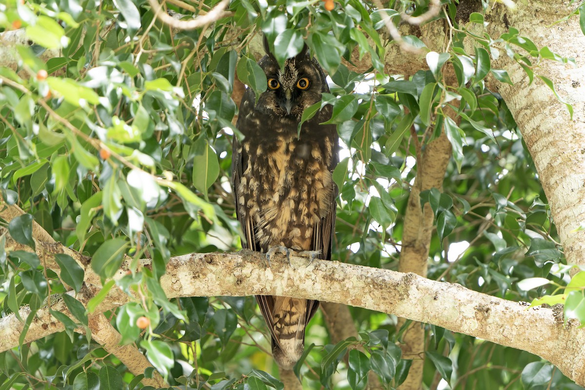 Stygian Owl - Daniel López-Velasco | Ornis Birding Expeditions