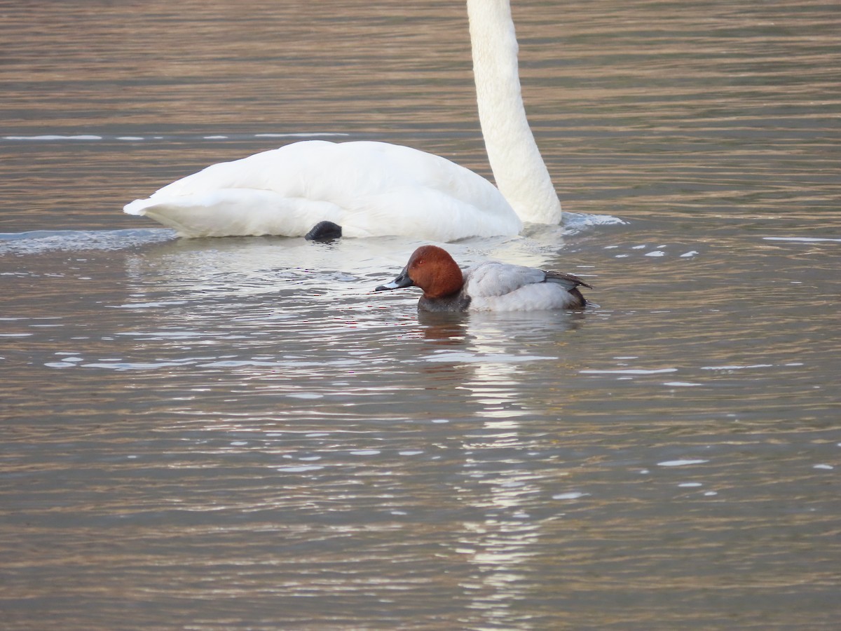 Common Pochard - ML614085909