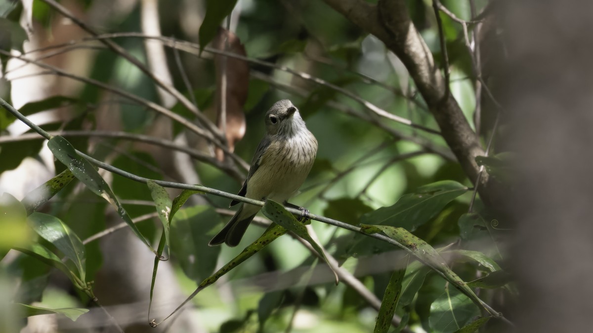 Rufous Whistler - ML614085910