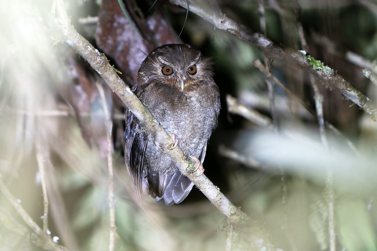 Long-whiskered Owlet - Daniel López-Velasco | Ornis Birding Expeditions