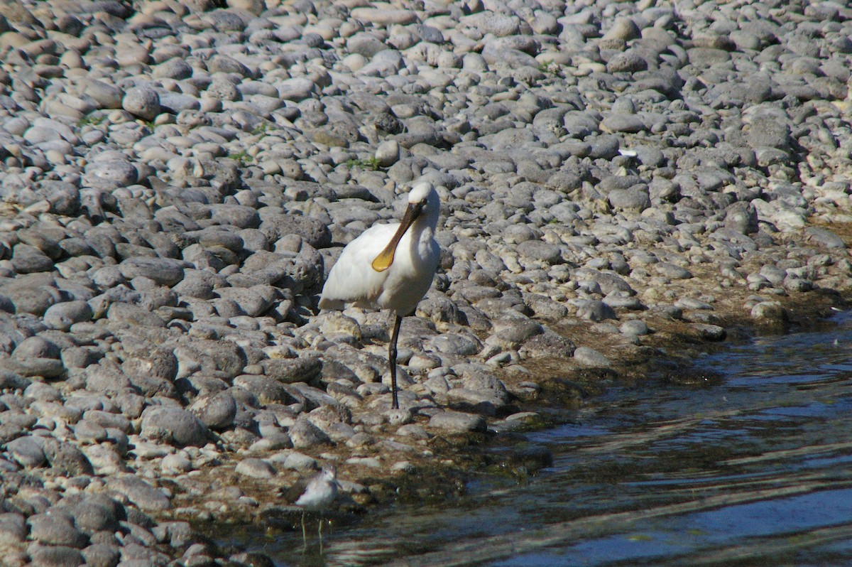 Eurasian Spoonbill - ML614085937