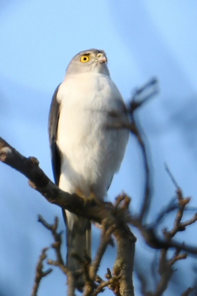 Frances's Sparrowhawk - ML614086040