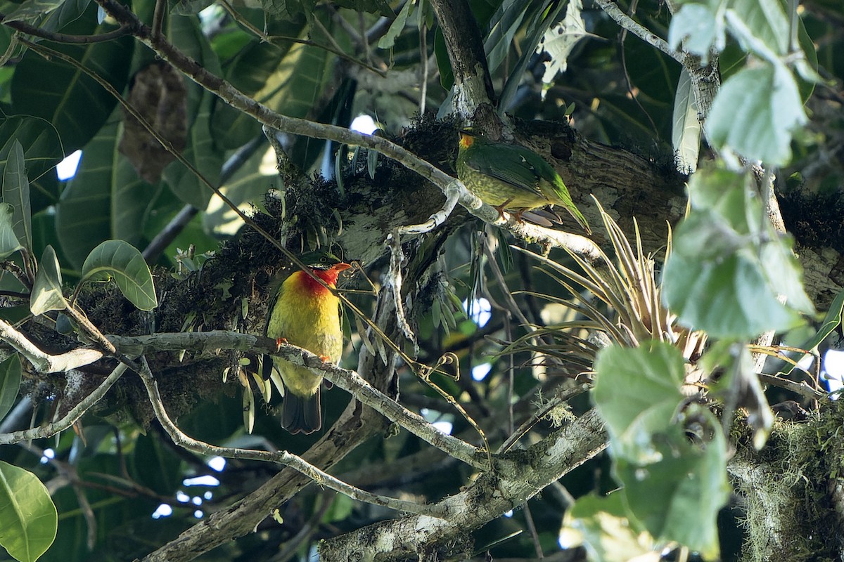 Scarlet-breasted Fruiteater - Daniel López-Velasco | Ornis Birding Expeditions