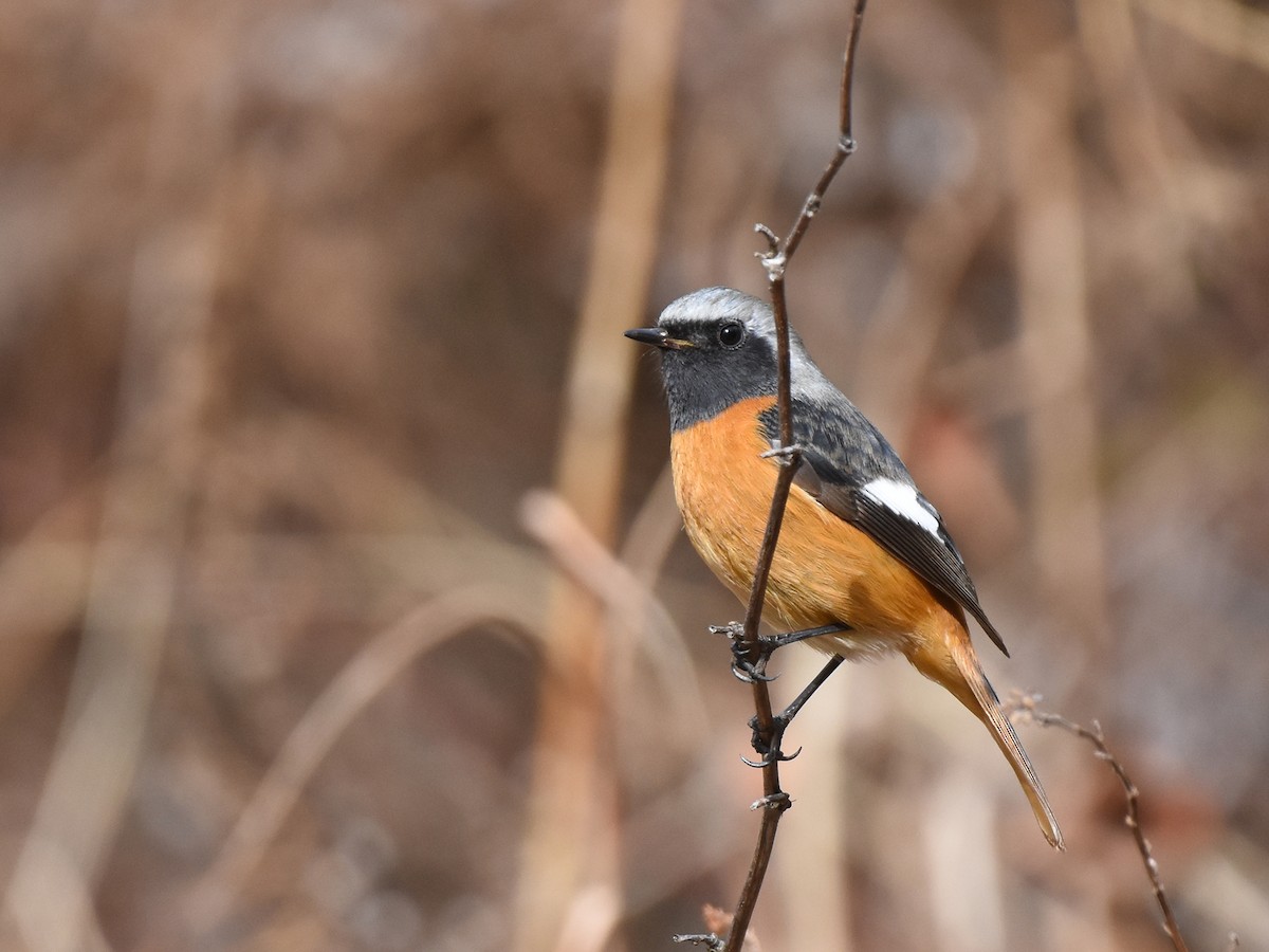 Daurian Redstart - ML614086146