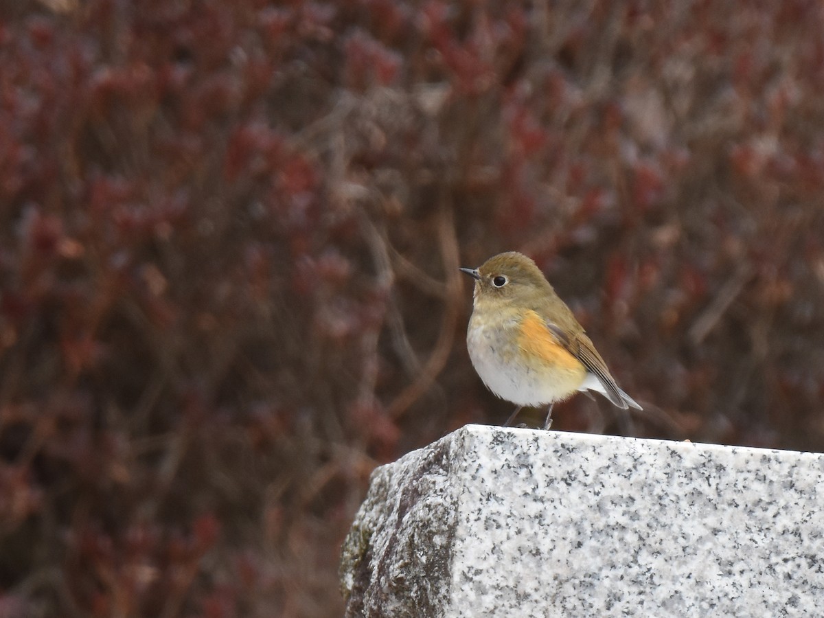 Red-flanked Bluetail - ML614086150
