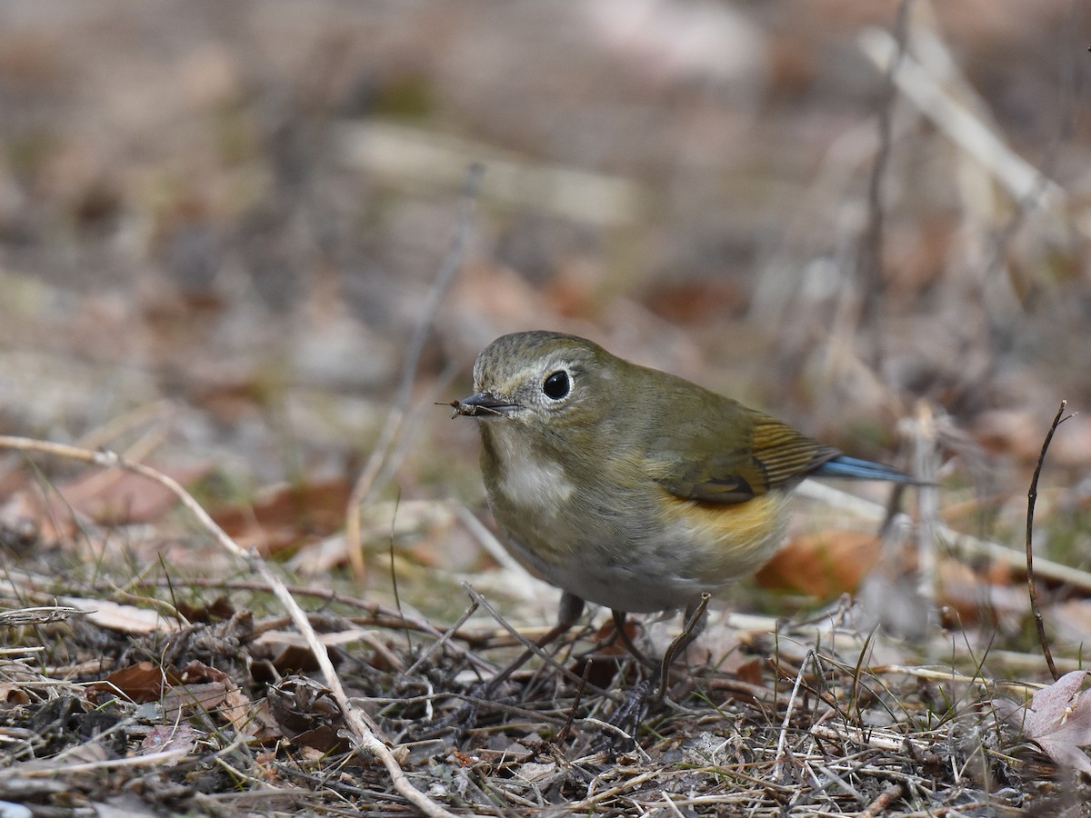 Red-flanked Bluetail - ML614086151