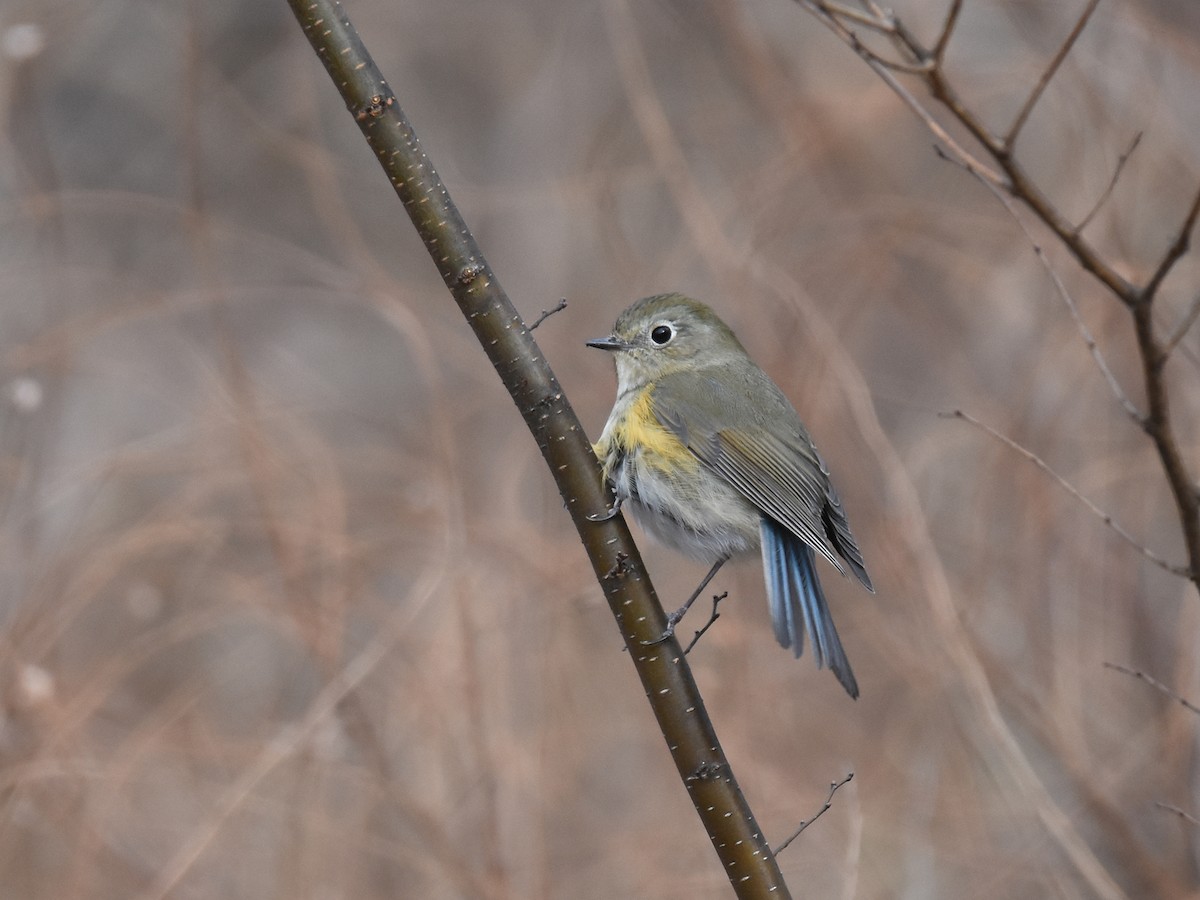 Red-flanked Bluetail - ML614086152