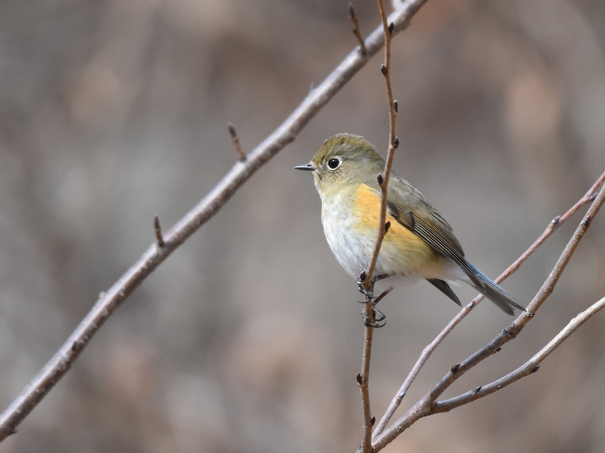 Red-flanked Bluetail - ML614086153