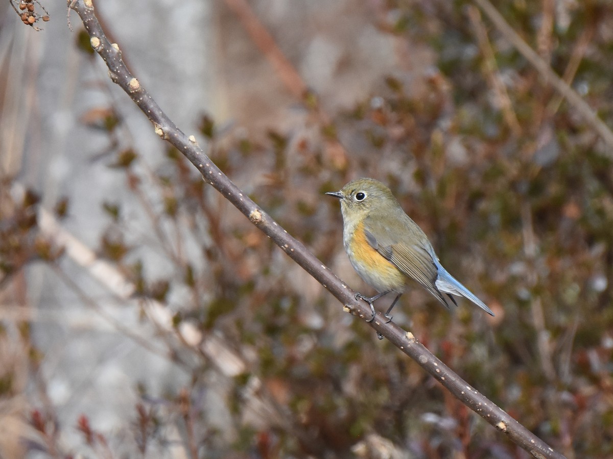 Red-flanked Bluetail - ML614086154