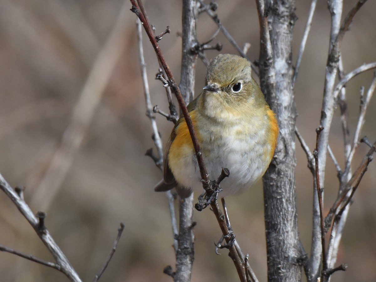 Red-flanked Bluetail - ML614086155