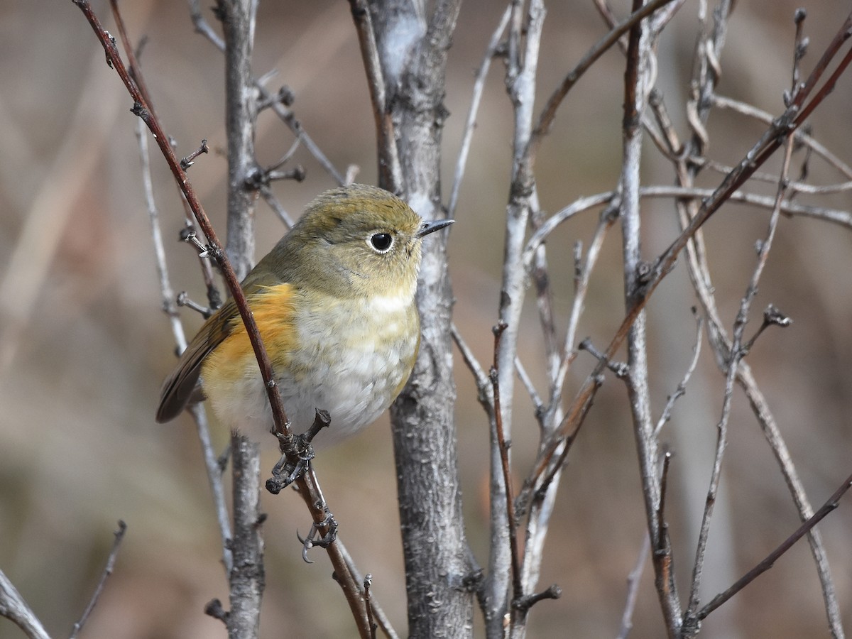 Red-flanked Bluetail - ML614086156