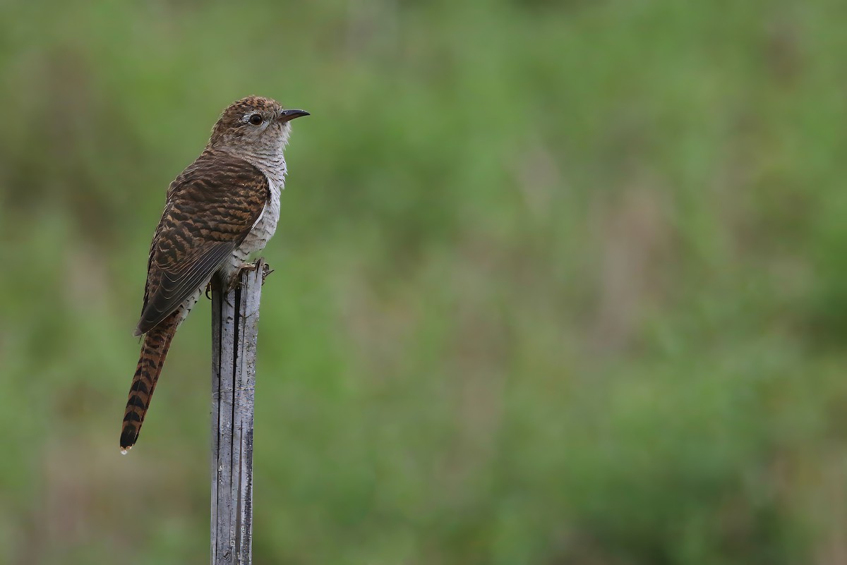 Plaintive Cuckoo - Jens Toettrup