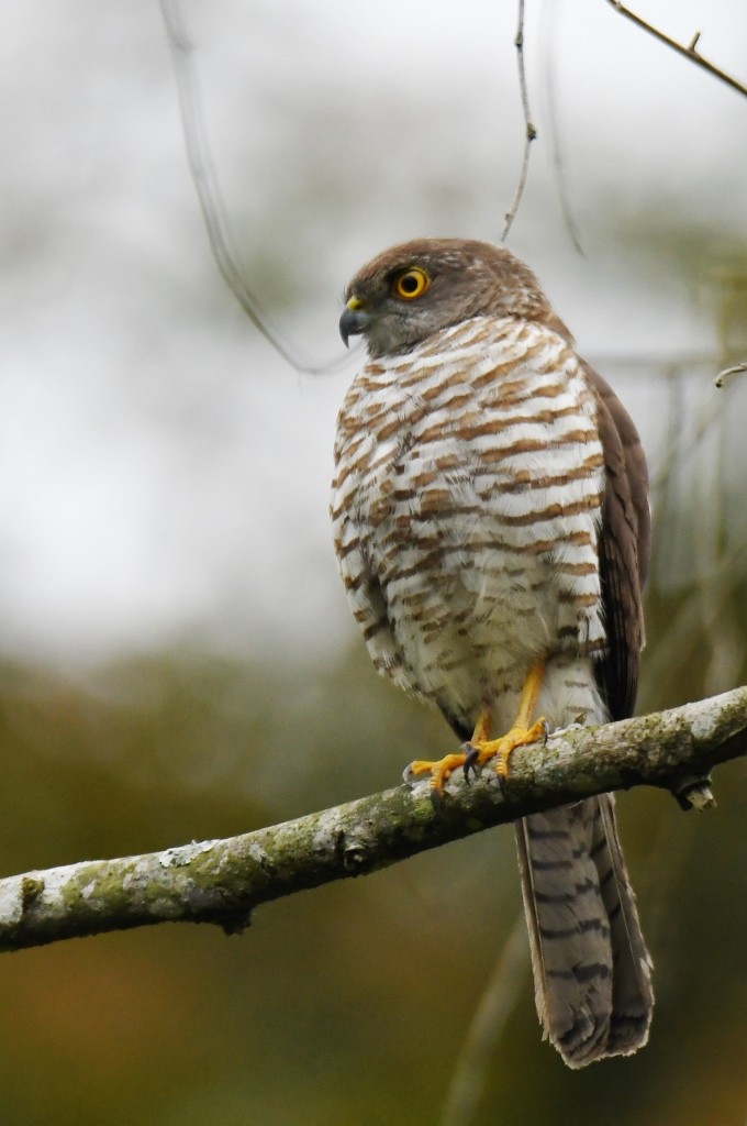 Frances's Sparrowhawk - ML614086170