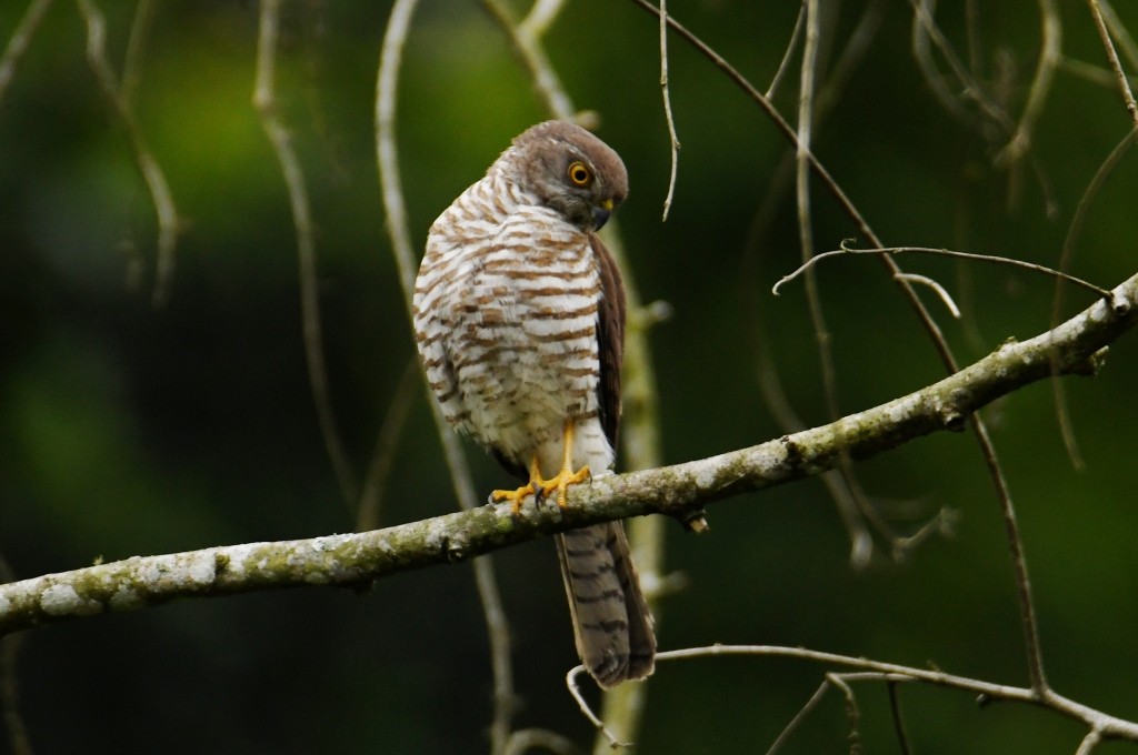 Frances's Sparrowhawk - ML614086171