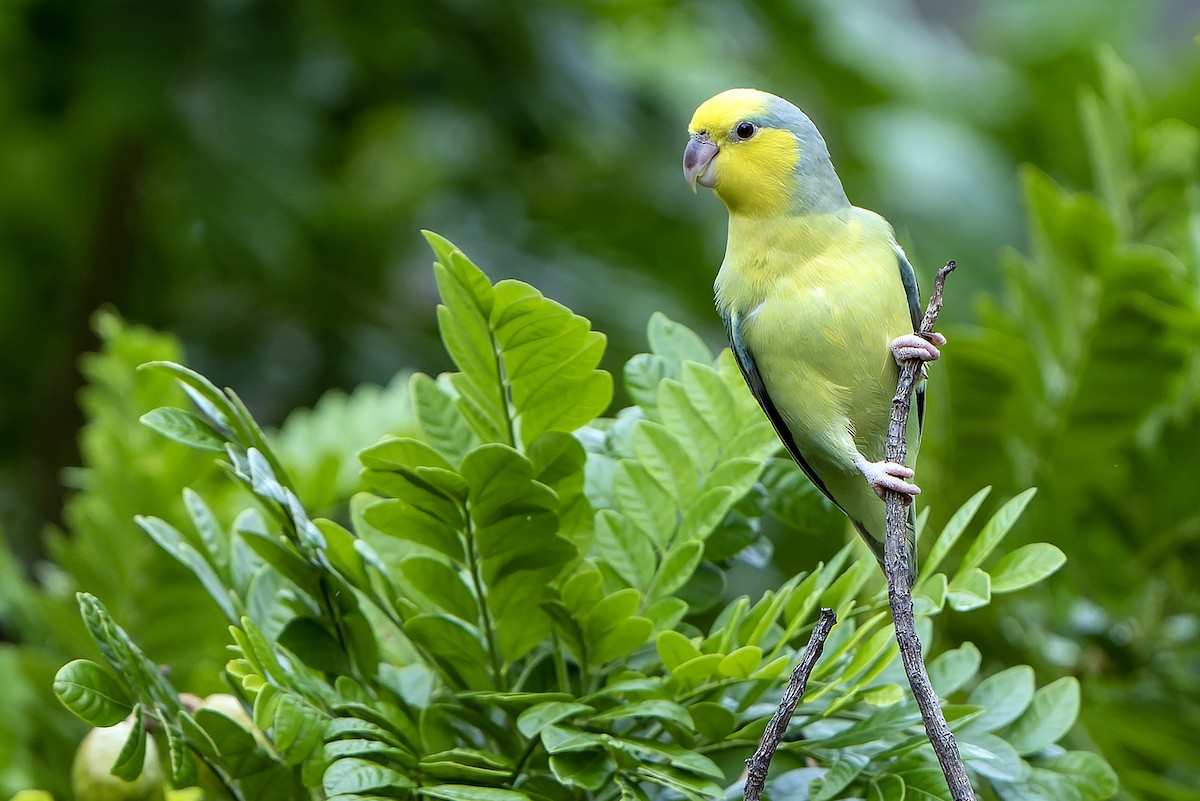 Yellow-faced Parrotlet - Daniel López-Velasco | Ornis Birding Expeditions