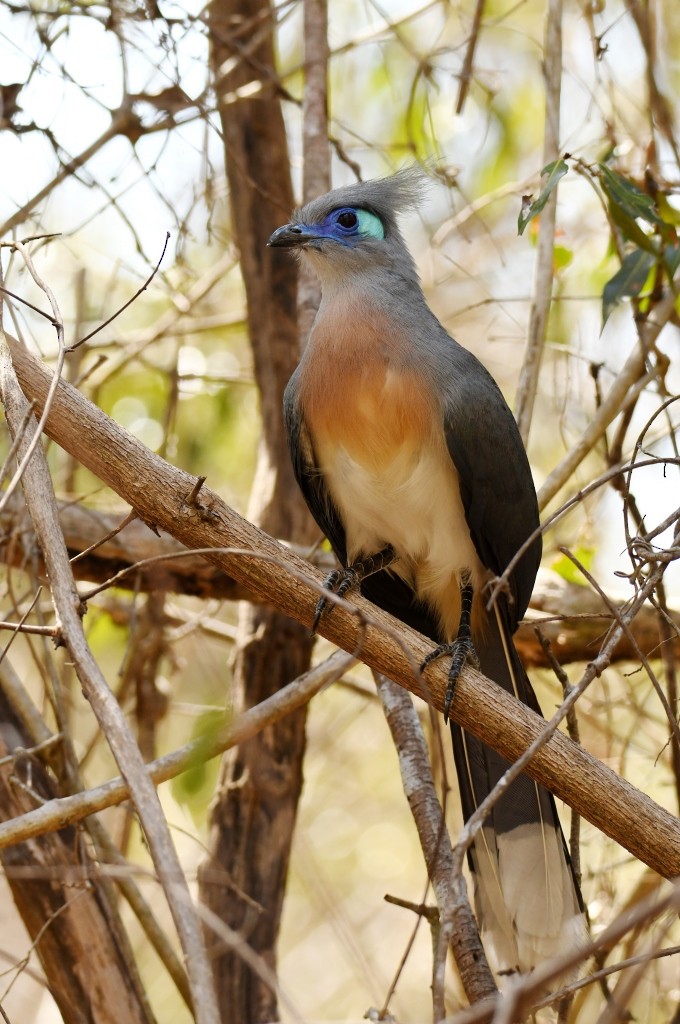 Crested Coua (Crested) - ML614086239