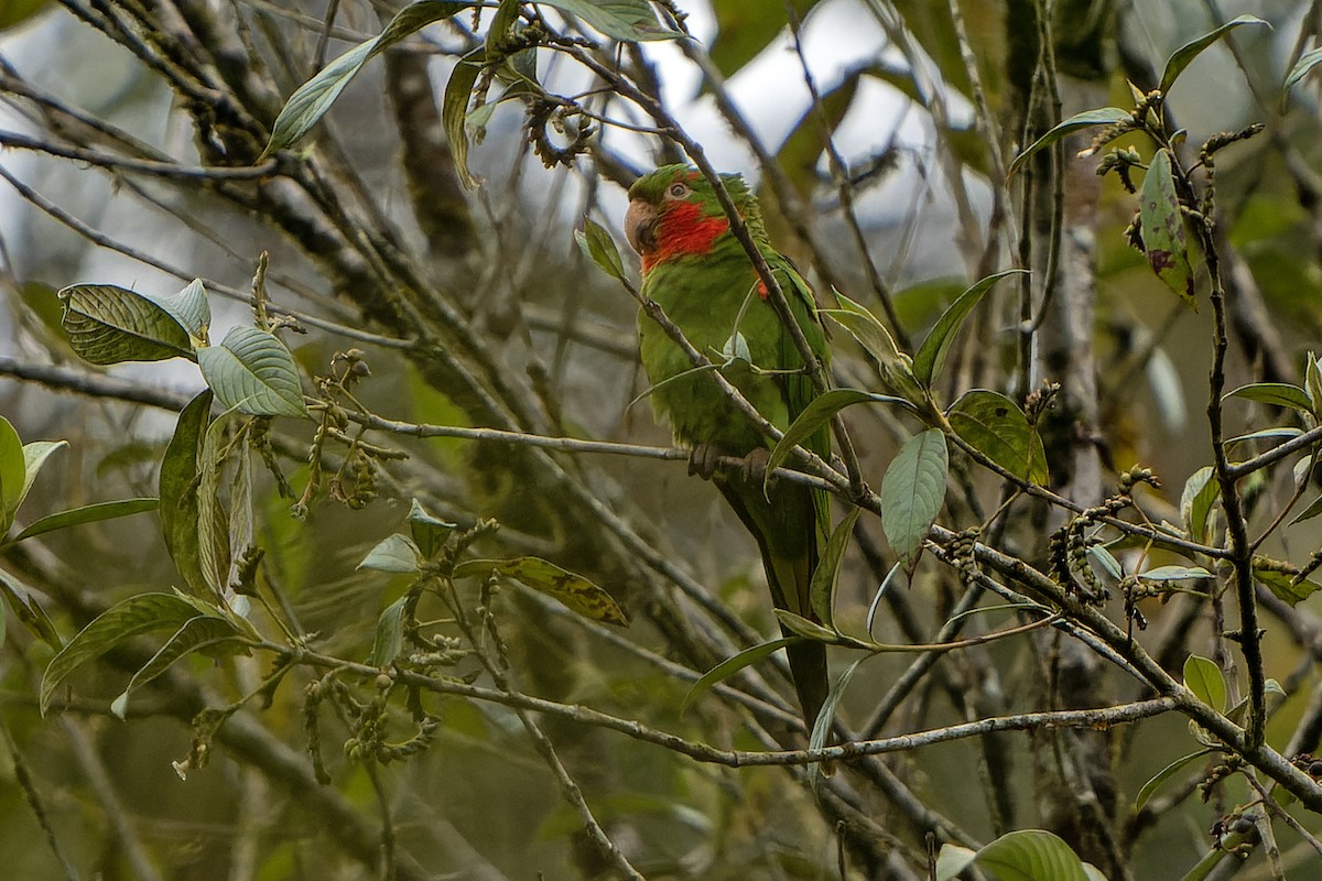 aratinga červenoskvrnný - ML614086253