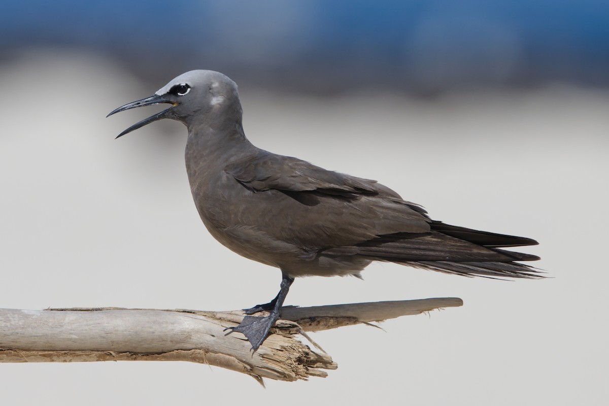 Brown Noddy - ML614086255