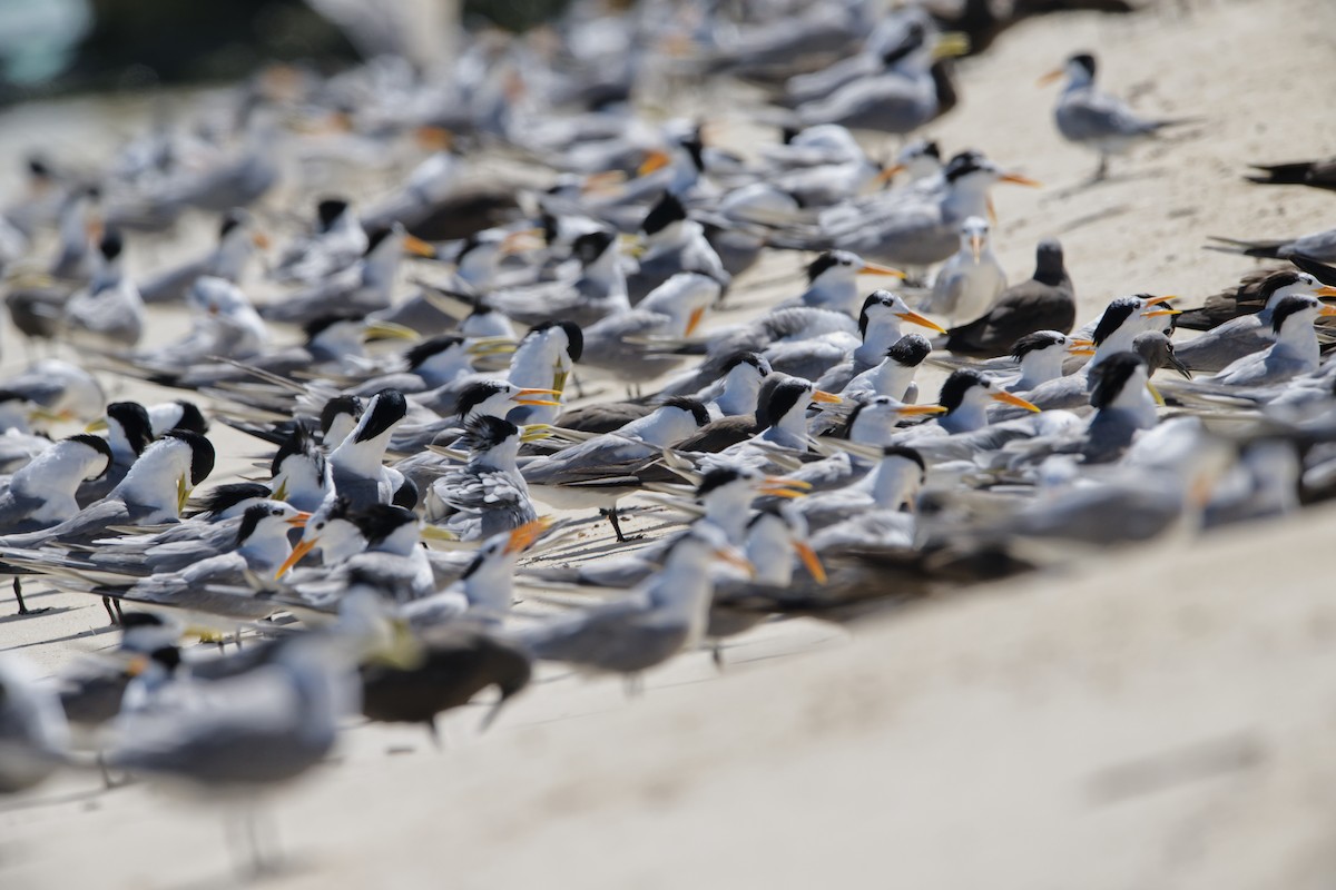 Lesser Crested Tern - Adrian van der Stel