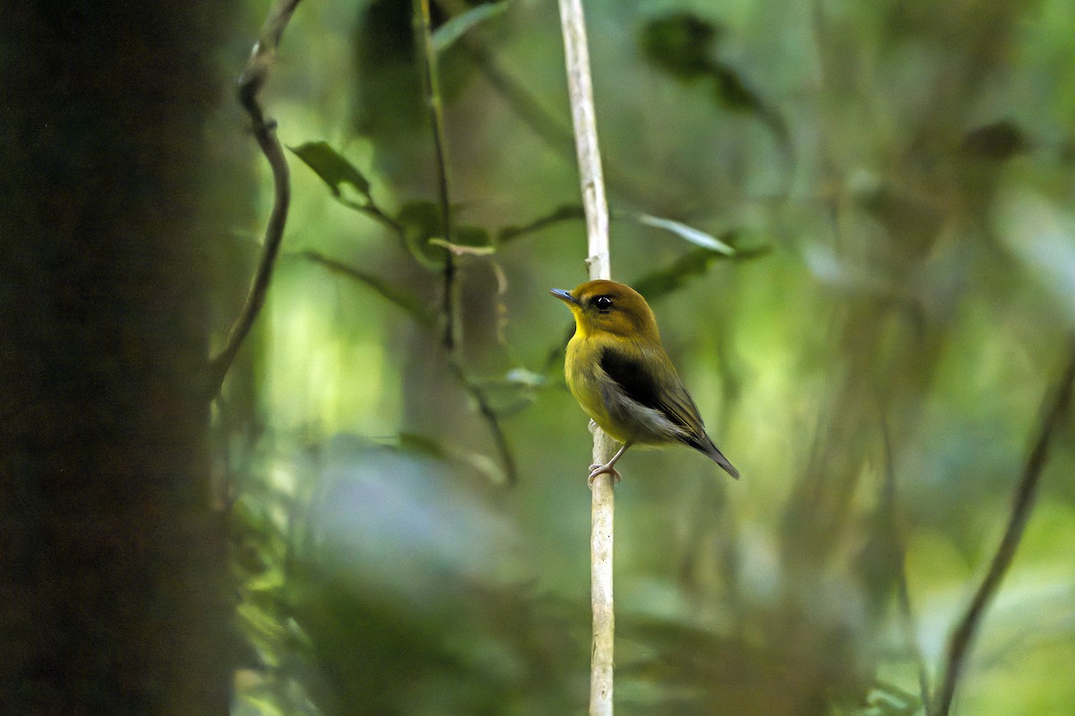 Yellow-throated Spadebill - Daniel López-Velasco | Ornis Birding Expeditions