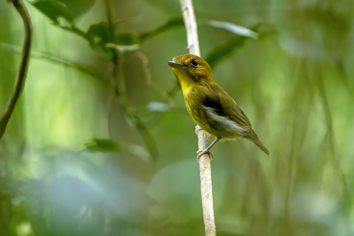 Yellow-throated Spadebill - Daniel López-Velasco | Ornis Birding Expeditions