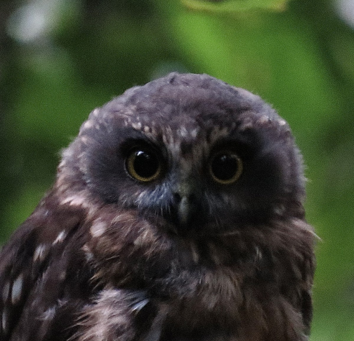 Morepork - Noel Ward