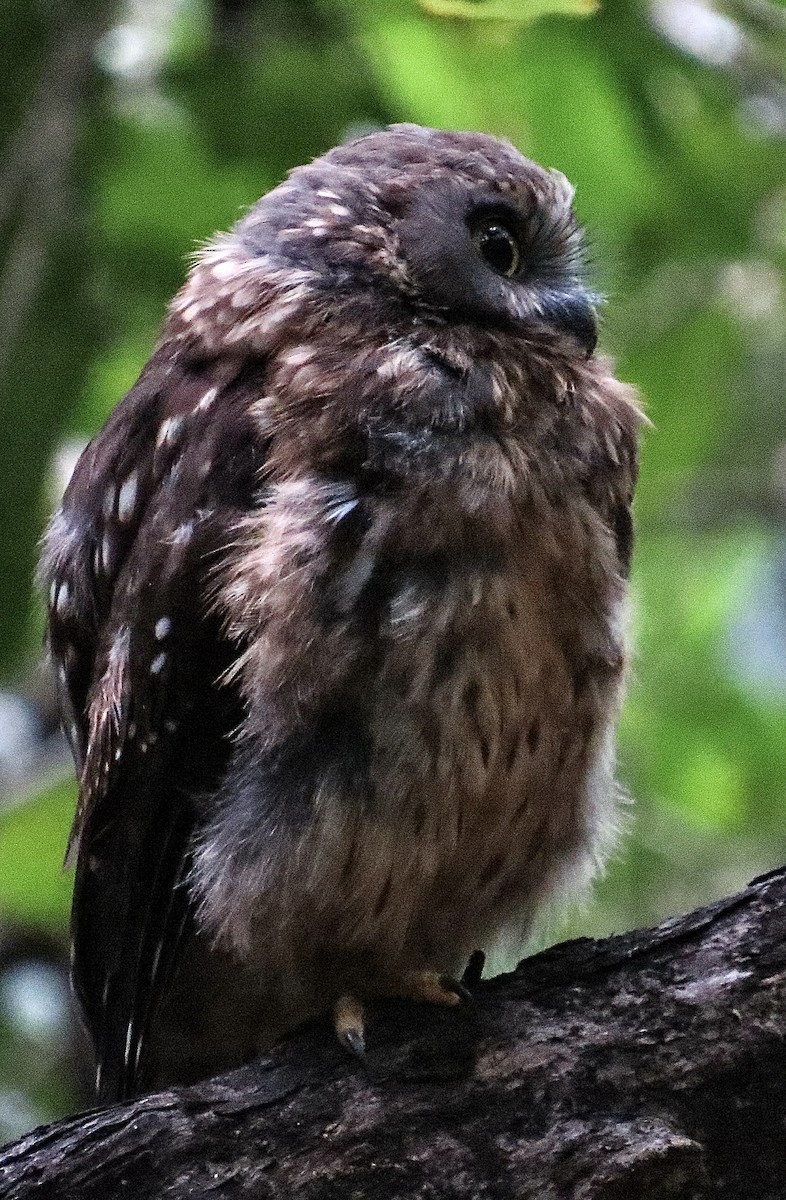 Morepork - ML614086290