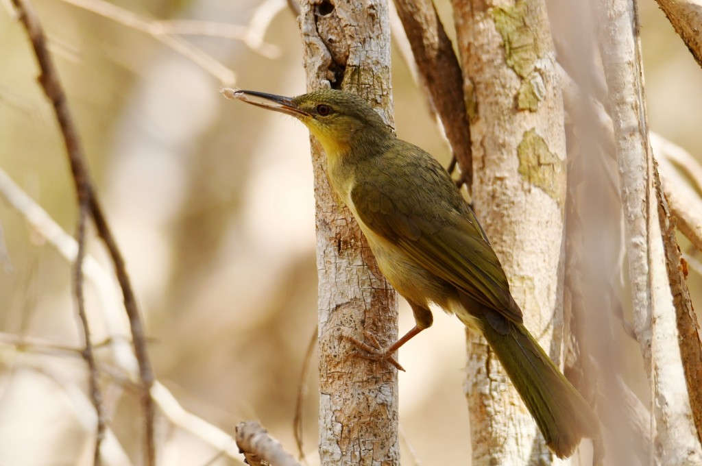 Long-billed Bernieria - ML614086300