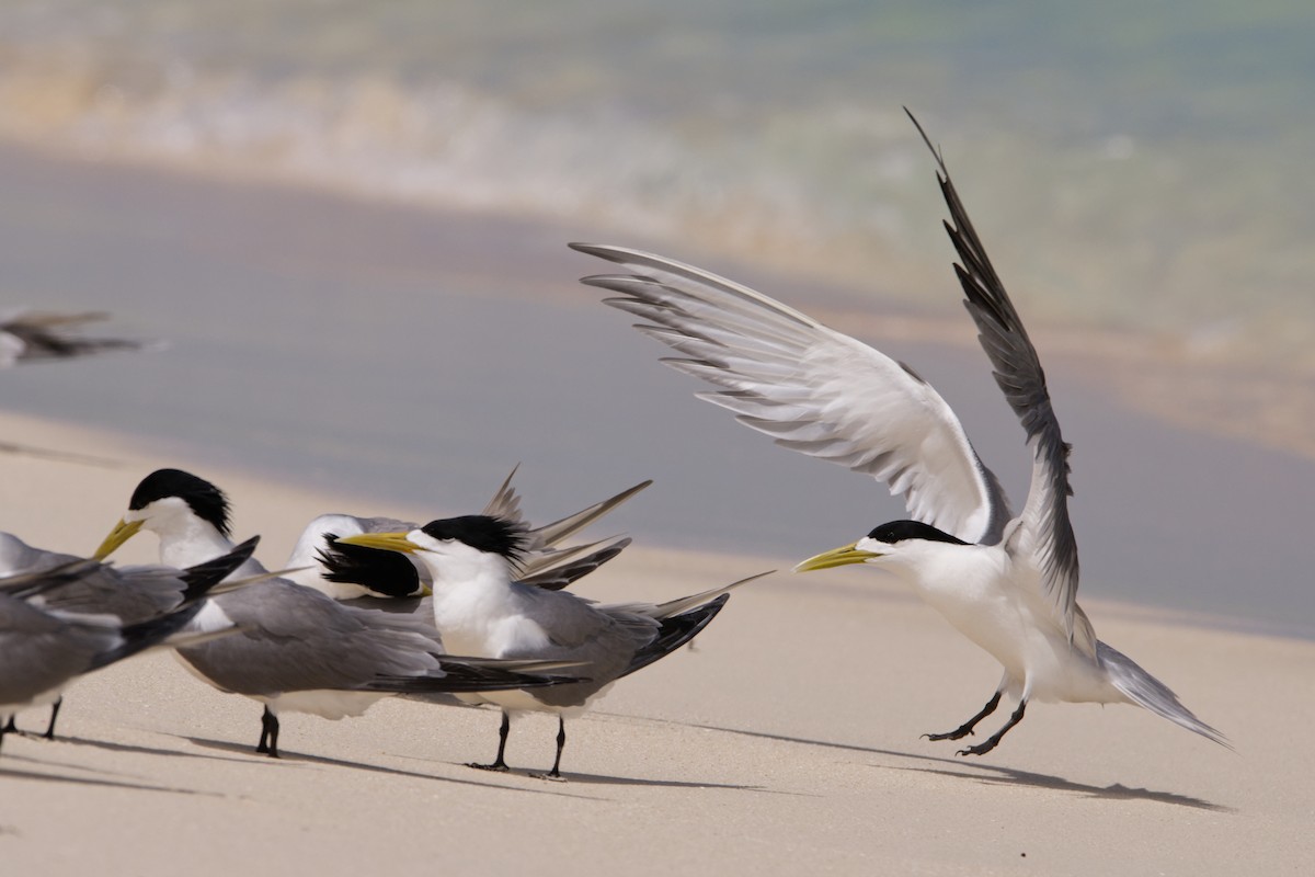 Great Crested Tern - ML614086304