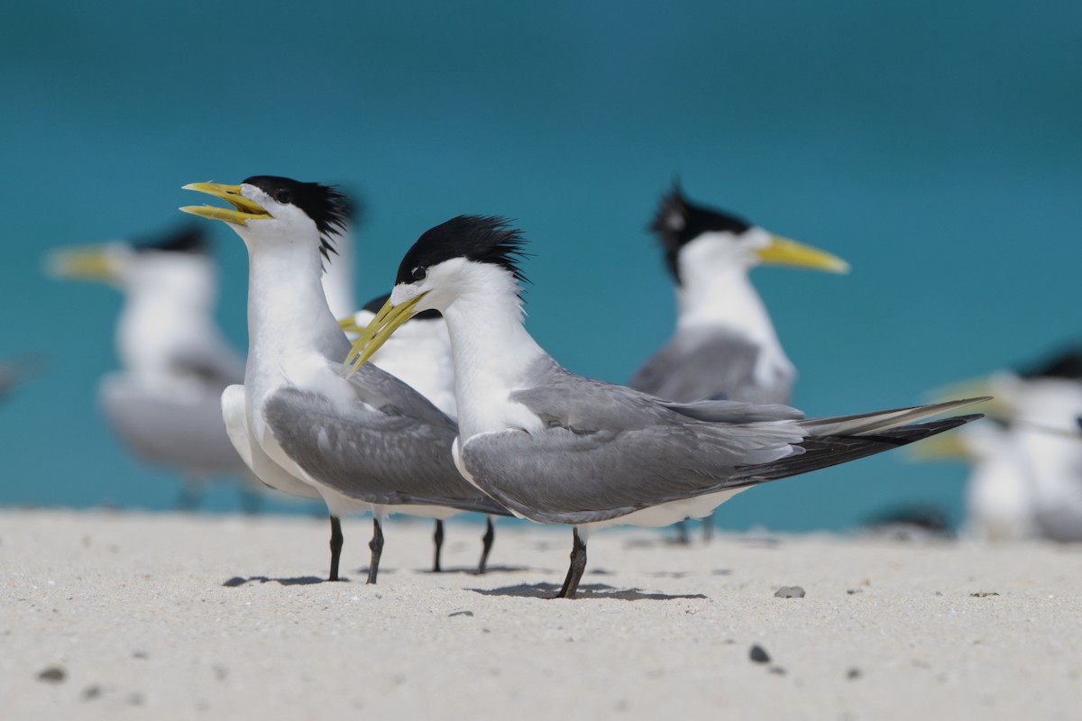 Great Crested Tern - ML614086305