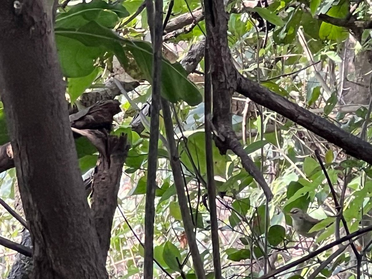 Eyebrowed Thrush - Anwesha Haldar