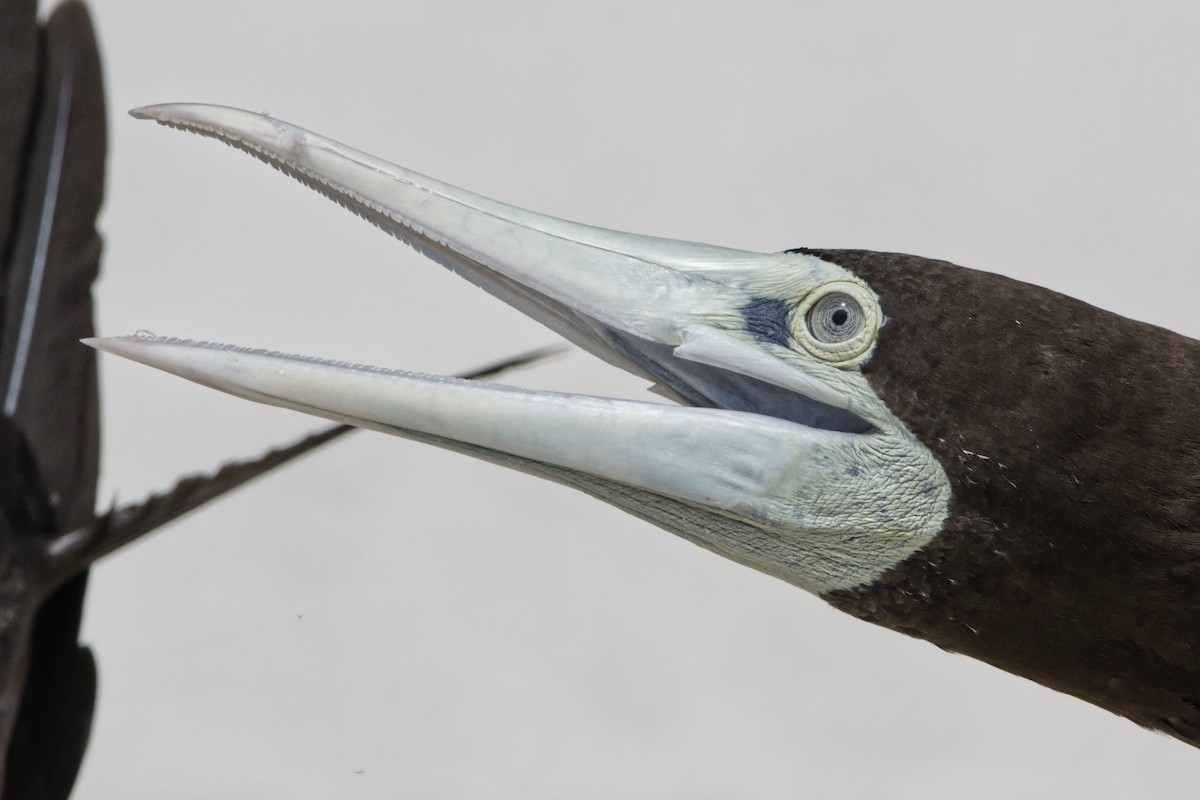 Brown Booby - ML614086330