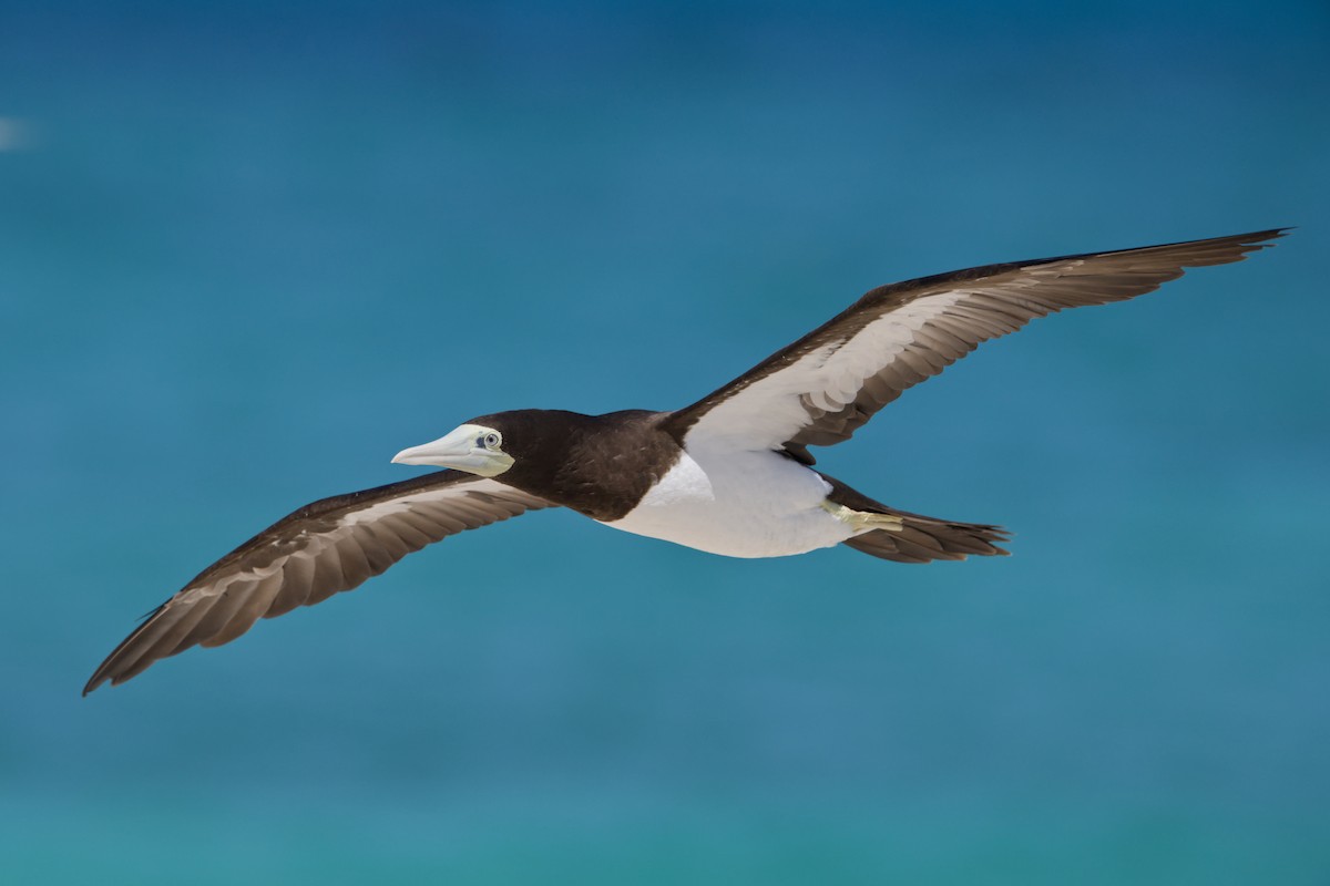 Brown Booby - ML614086334