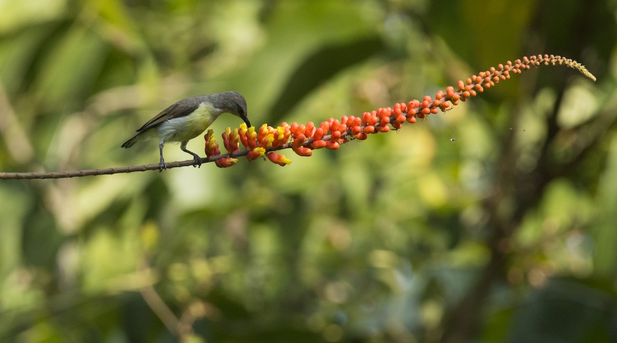 Purple-rumped Sunbird - ML614086345