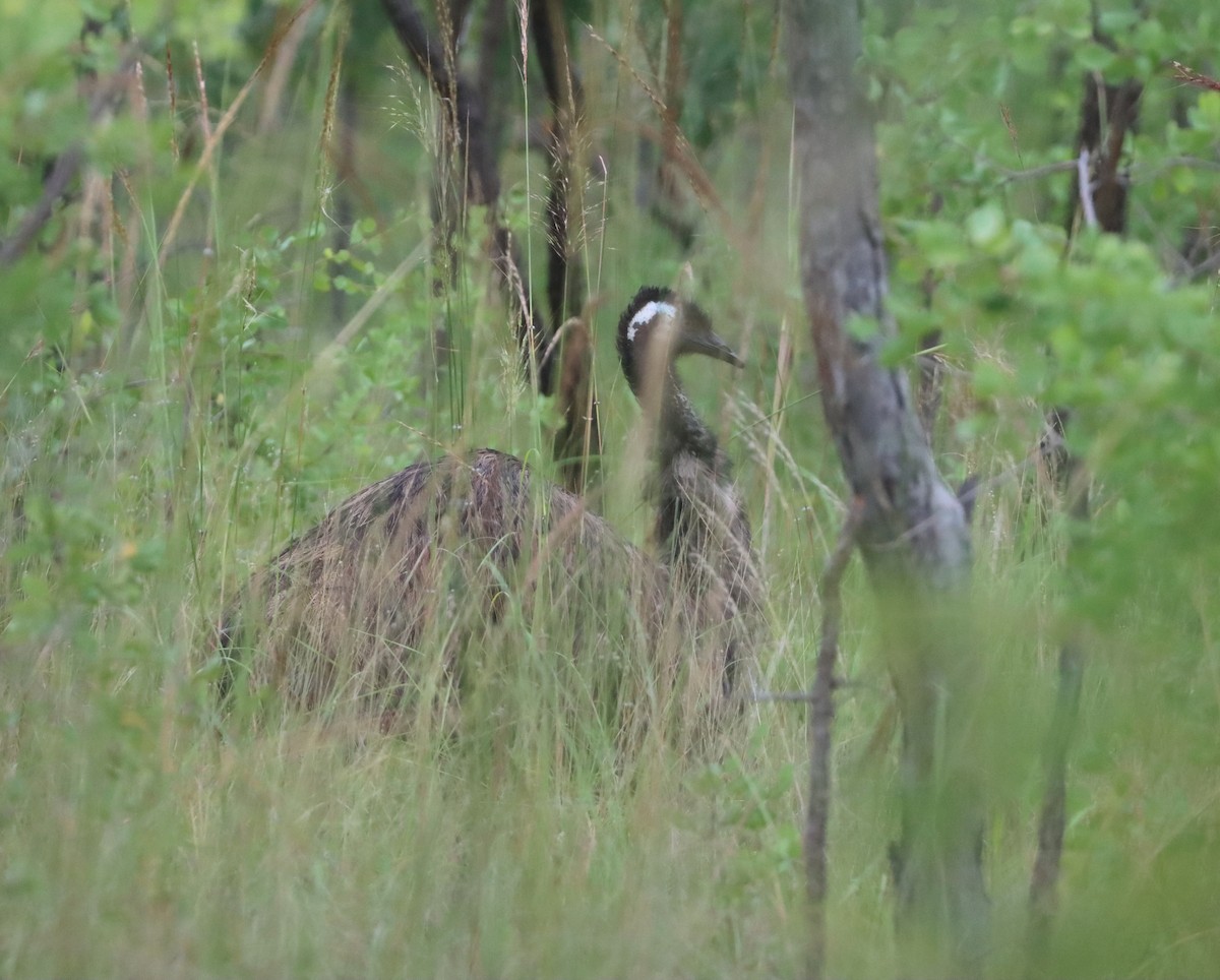 emu hnědý - ML614086348