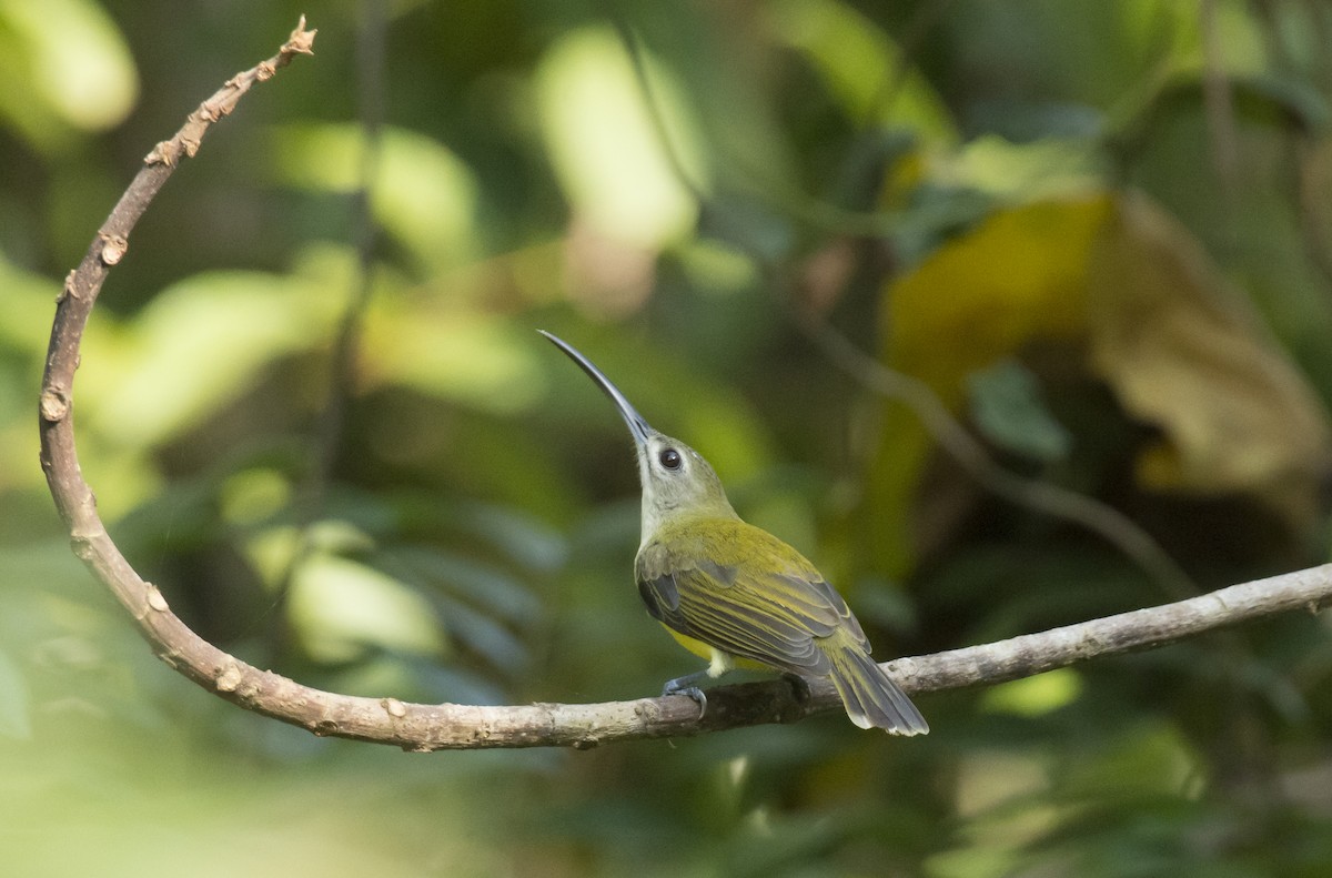 Little Spiderhunter - ML614086350