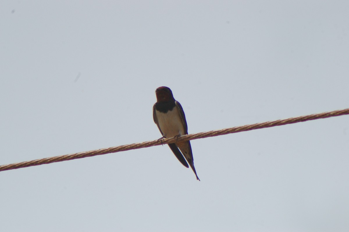 Barn Swallow - ML614086357