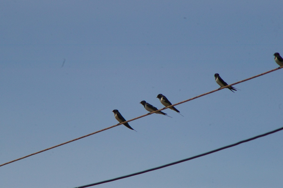 Barn Swallow - ML614086359