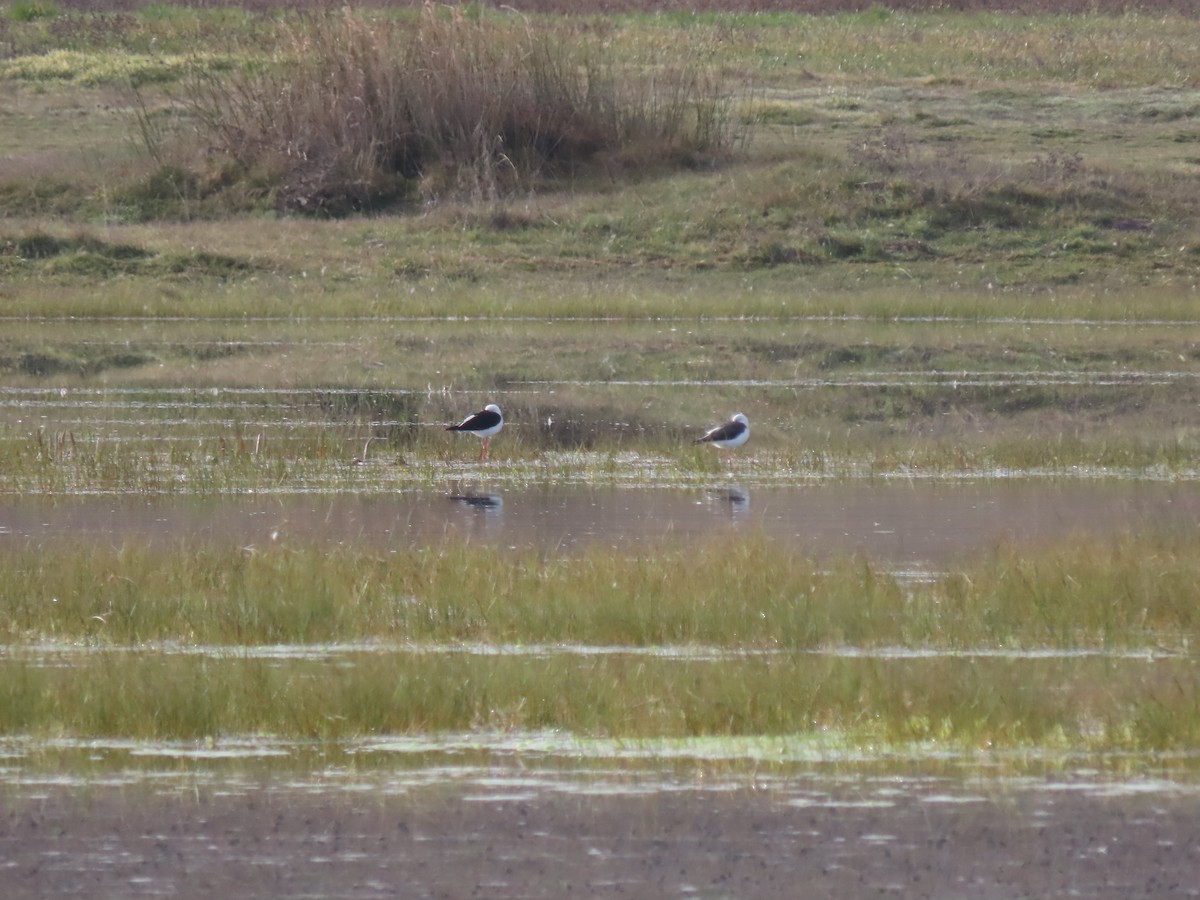 Black-winged Stilt - ML614086376