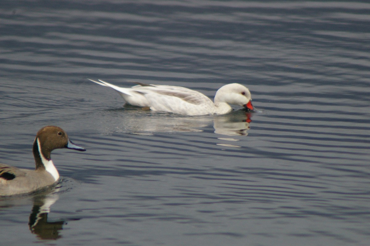 White-cheeked Pintail - ML614086402