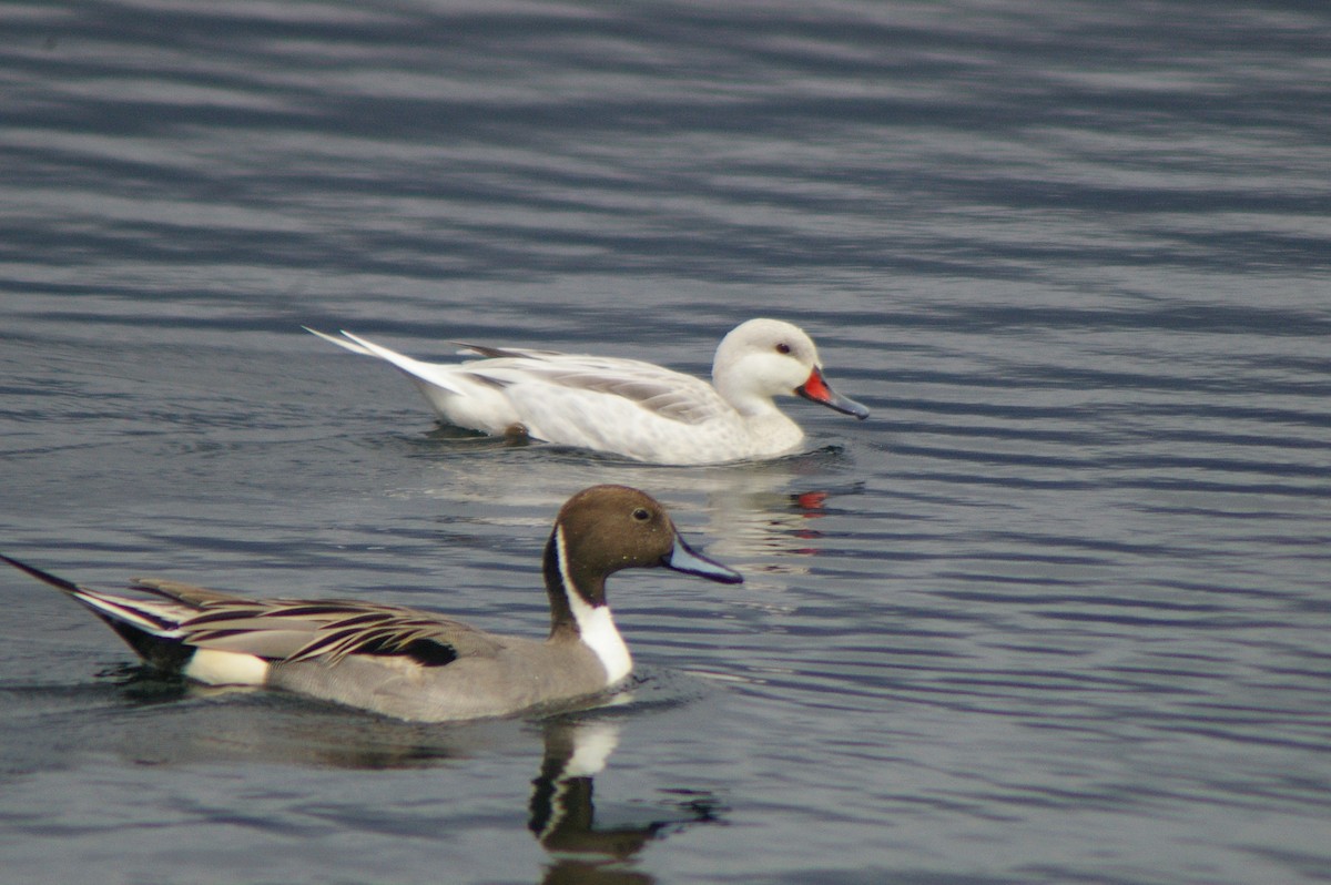 White-cheeked Pintail - ML614086403