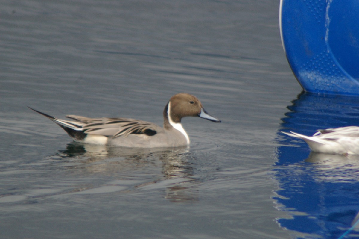 Northern Pintail - ML614086425