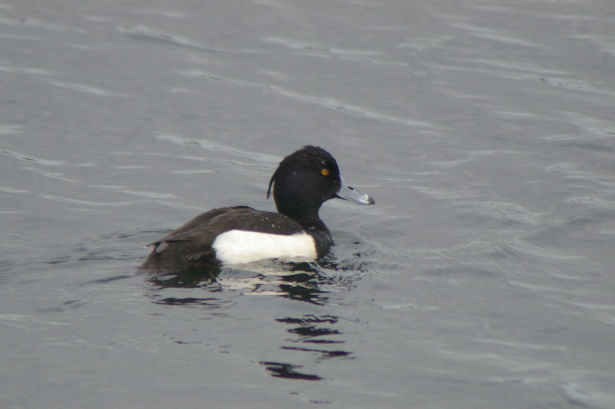 Tufted Duck - ML614086468