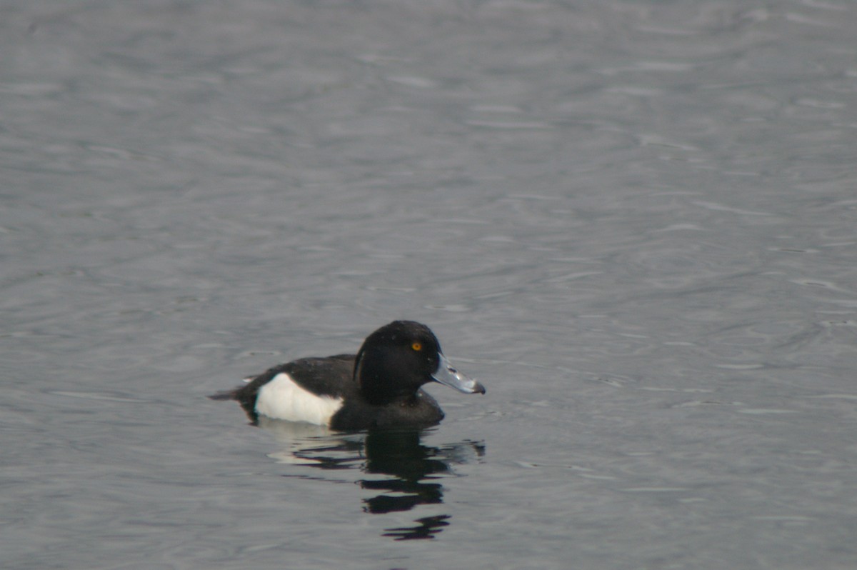 Tufted Duck - ML614086469