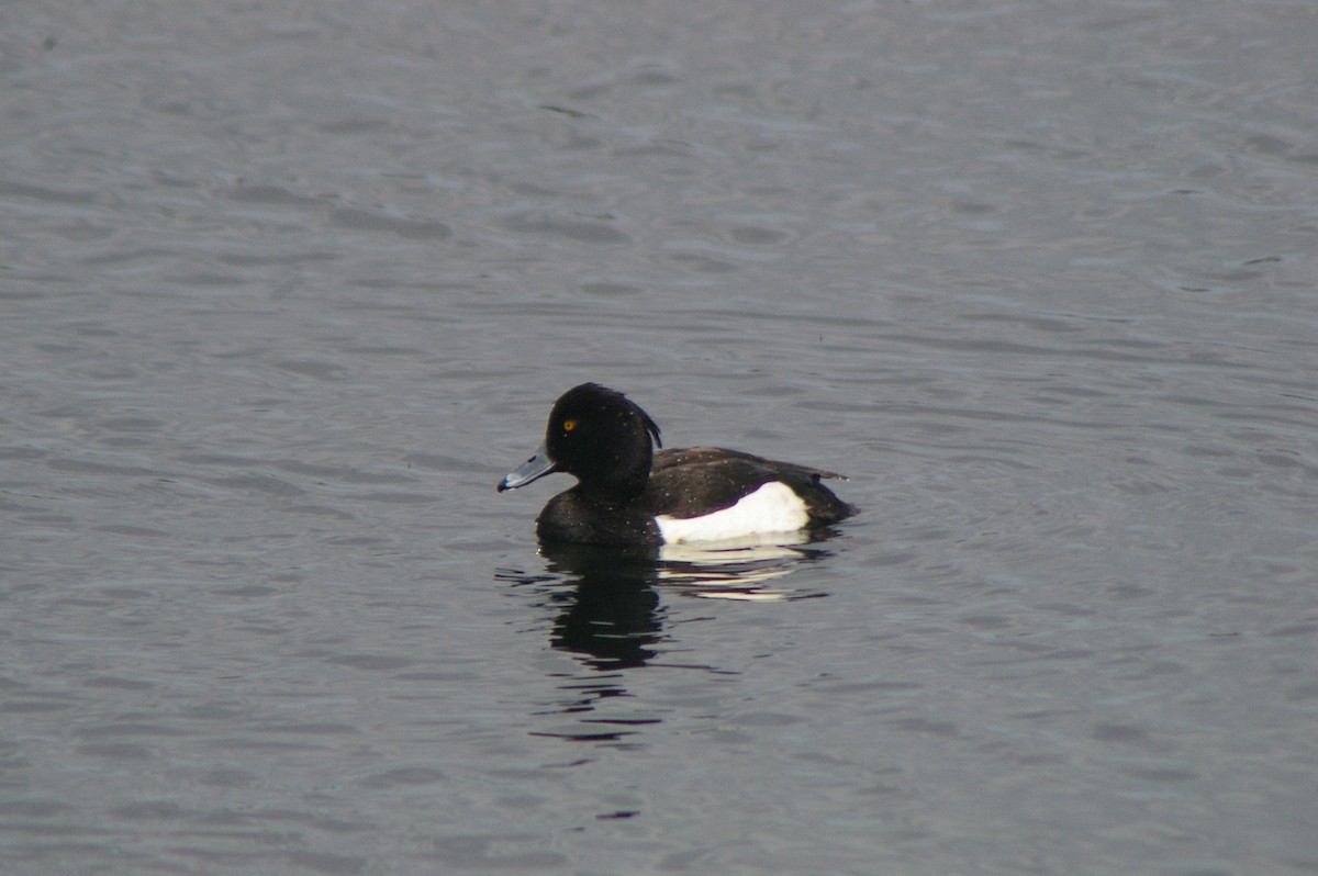 Tufted Duck - ML614086470