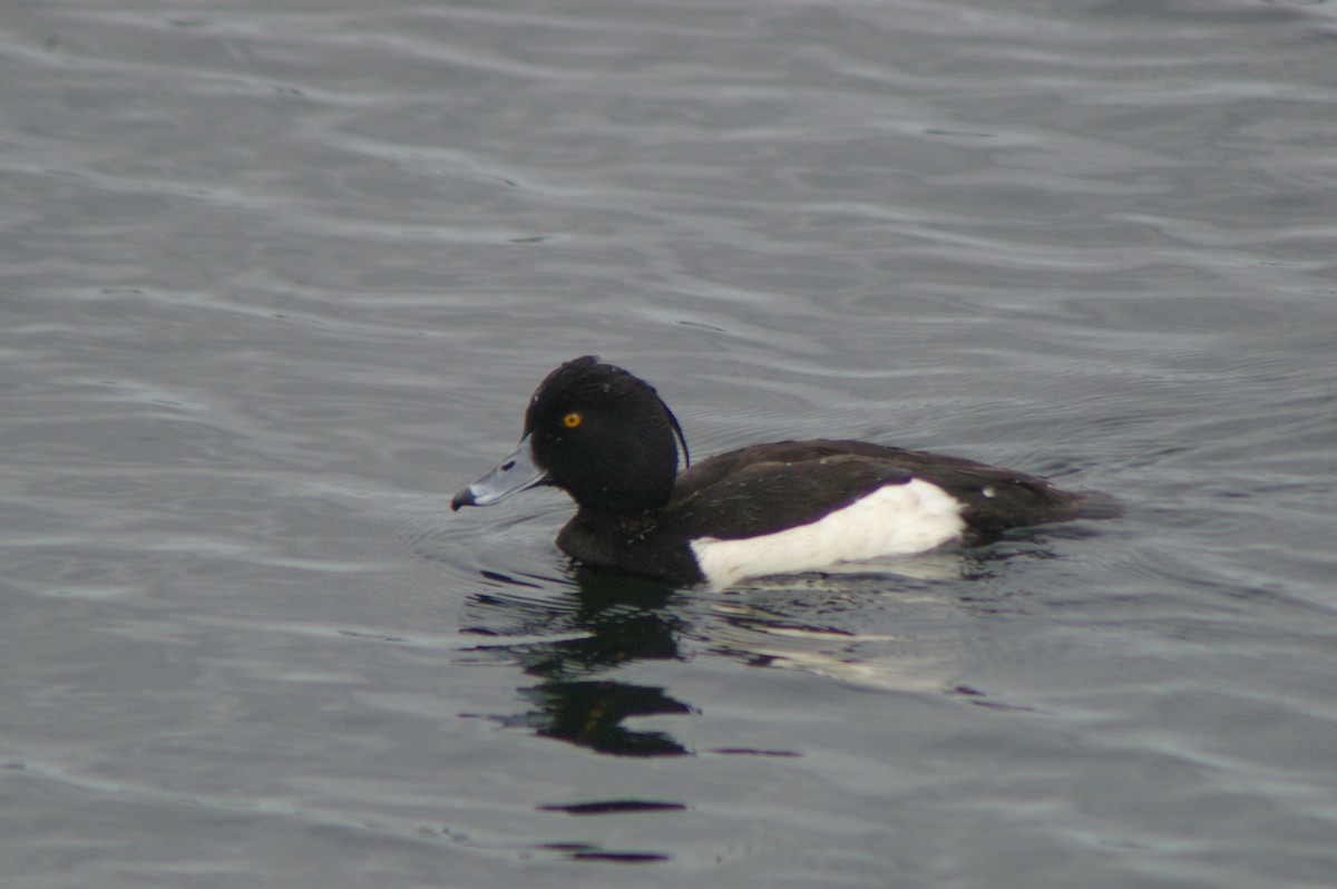 Tufted Duck - ML614086471