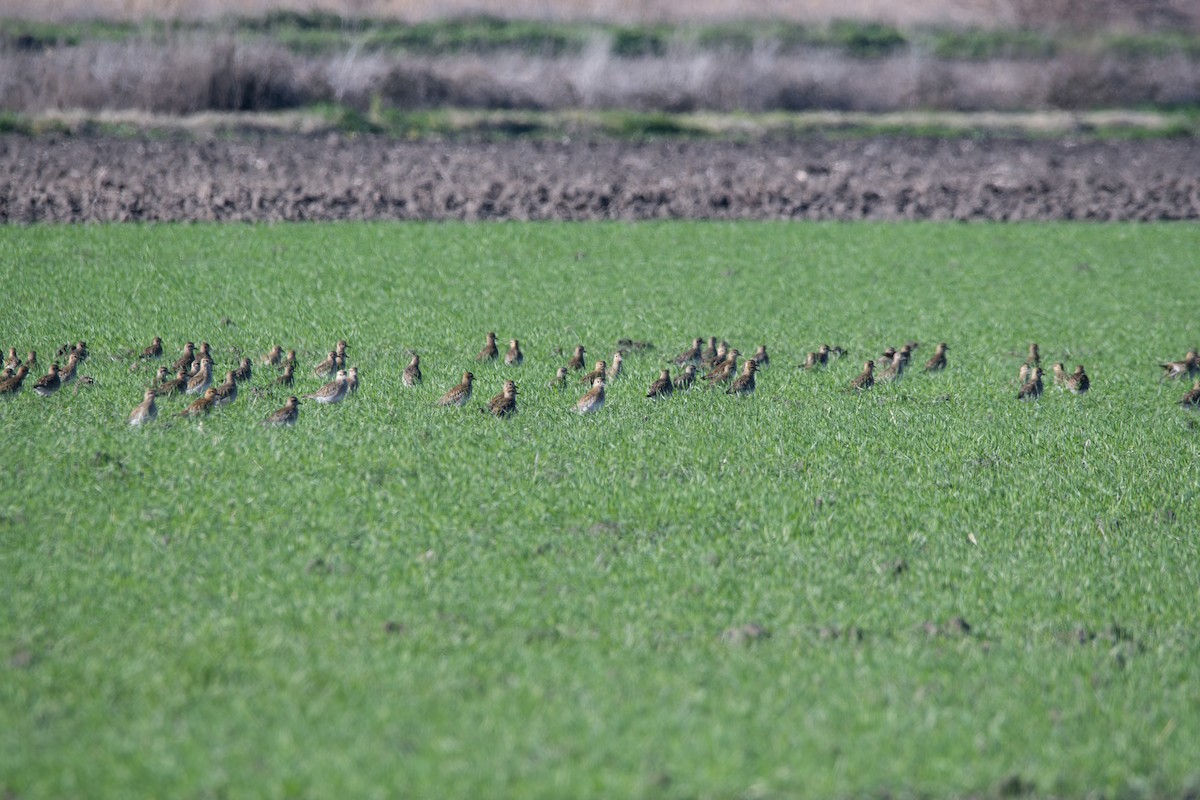 European Golden-Plover - Giota Bourneli