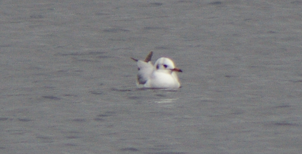 Black-headed Gull - ML614086493