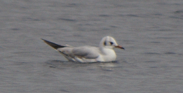 Mouette rieuse - ML614086494