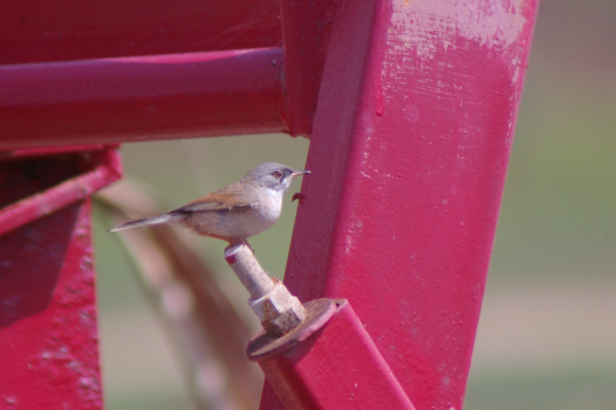 Spectacled Warbler - ML614086505